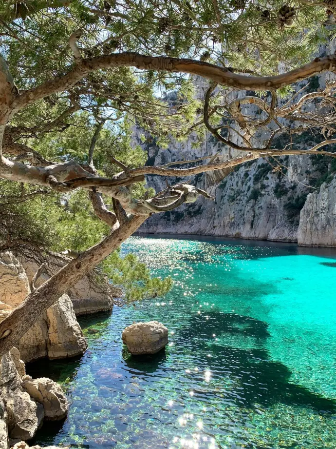 brown tree trunk near blue body of water during daytime